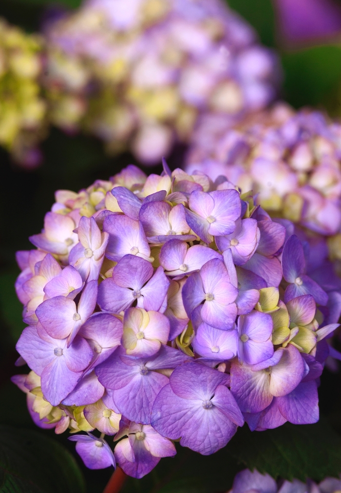 BloomStruck&reg; - Hydrangea macrophylla from Paradise Acres Garden Center