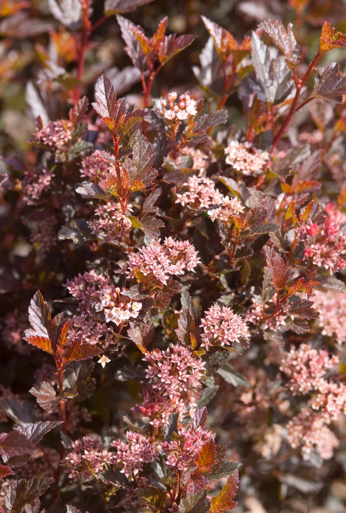 'Little Devil™' Ninebark - Physocarpus opulifolius from Paradise Acres Garden Center