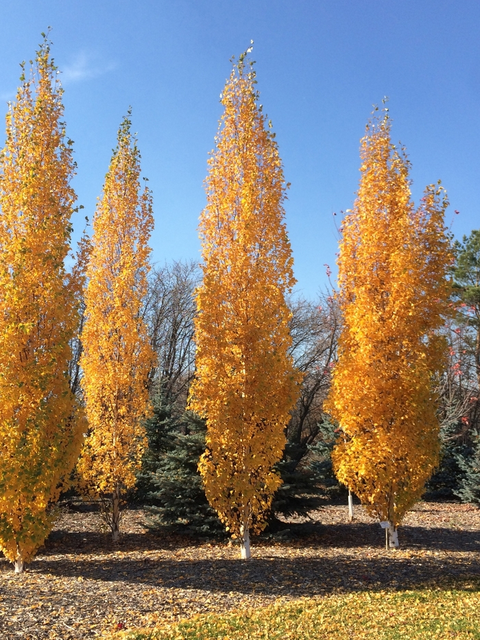 'Parkland Pillar®' Birch - Betula platyphylla COPY from Paradise Acres Garden Center