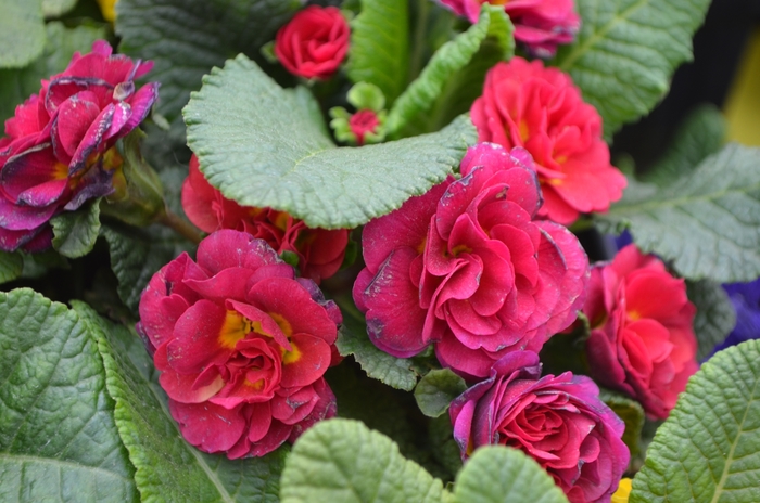 Belarina® 'Carmen' - Primula vulgaris (Primrose) from Paradise Acres Garden Center