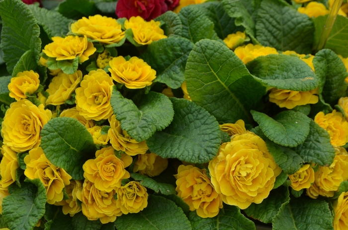 Belarina® 'Goldie' - Primula vulgaris (Primrose) from Paradise Acres Garden Center