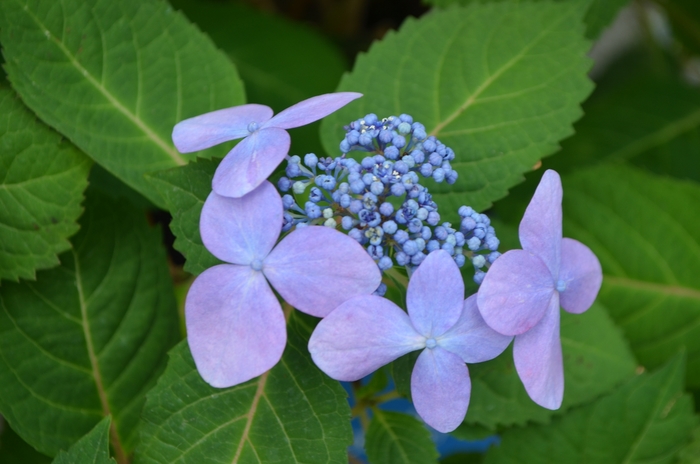 'Twist-n-Shout&reg;' Bigleaf Hydrangea - Hydrangea macrophylla from Paradise Acres Garden Center