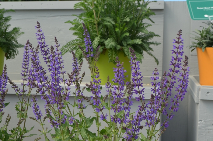 Marcus&reg; - Salvia nemorosa from Paradise Acres Garden Center