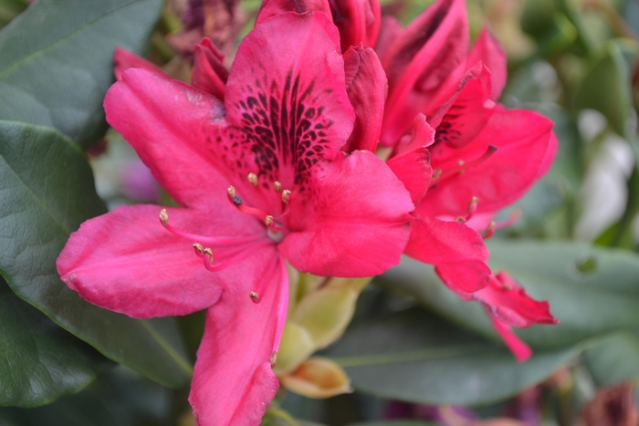 'Nova Zembla' - Rhododendron from Paradise Acres Garden Center