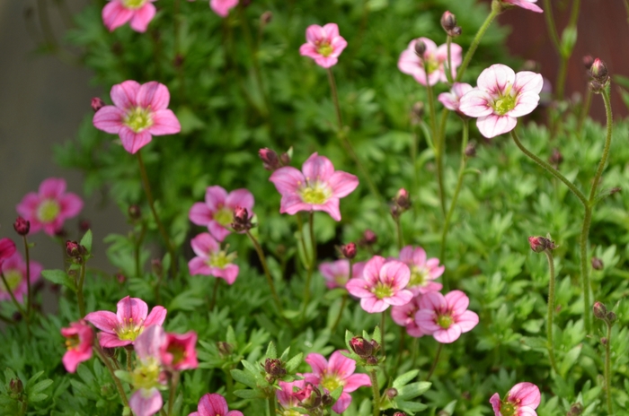 Alpino Early&trade; 'Pink' - Saxifraga x arendsii (Saxifrage) from Paradise Acres Garden Center