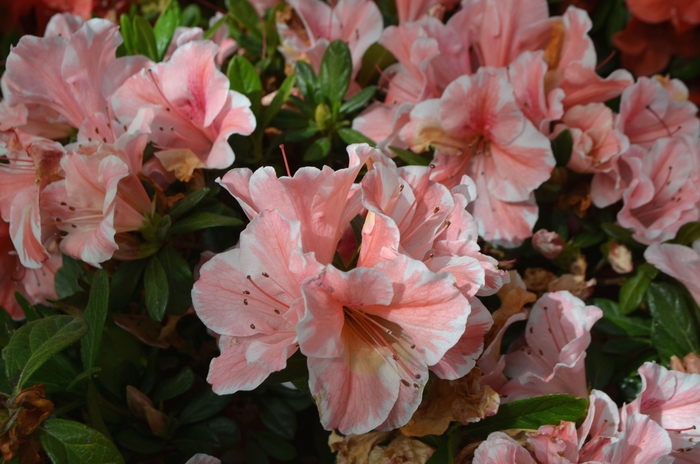 Encore® 'Autumn Sunburst®' - Rhododendron (Azalea) from Paradise Acres Garden Center