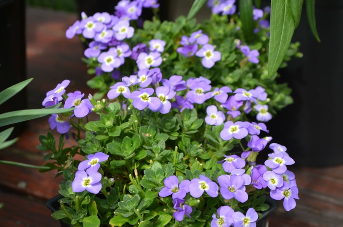 Axcent™ 'Light Blue' - Aubrieta (Rock Cress) from Paradise Acres Garden Center