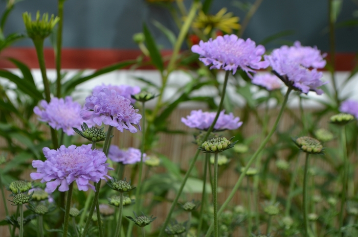 Flutter&trade; ''Deep Blue'' - Scabiosa columbaria (Pincushion Flower) from Paradise Acres Garden Center