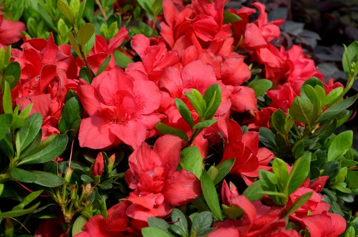 Encore® 'Autumn Bonfire®' - Rhododendron (Azalea) from Paradise Acres Garden Center