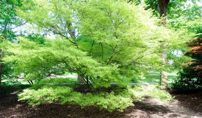 'Seiryu (Green Dragon)' Japanese Maple - Acer palmatum var. dissectum from Paradise Acres Garden Center