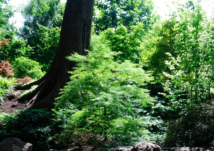 'Baldsmith' Japanese Maple - Acer palmatum from Paradise Acres Garden Center