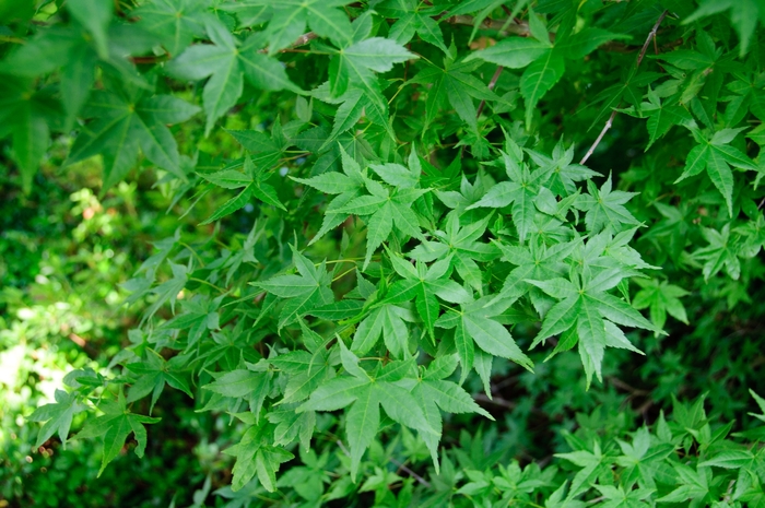 'Shindeshojo' Japanese Maple - Acer palmatum from Paradise Acres Garden Center