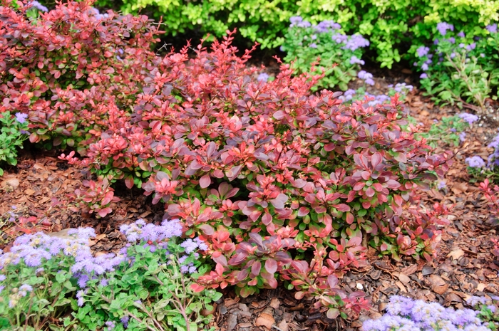 'Royal Burgundy®' Japanese Barberry - Berberis thunbergii from Paradise Acres Garden Center