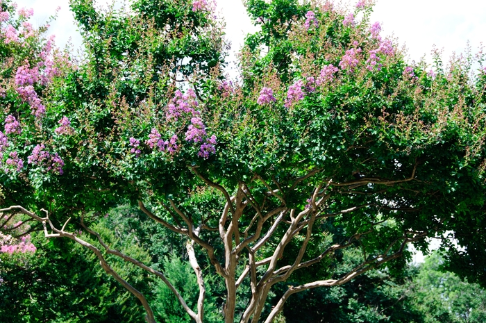 'Catawba' Crape Myrtle - Lagerstroemia indica from Paradise Acres Garden Center
