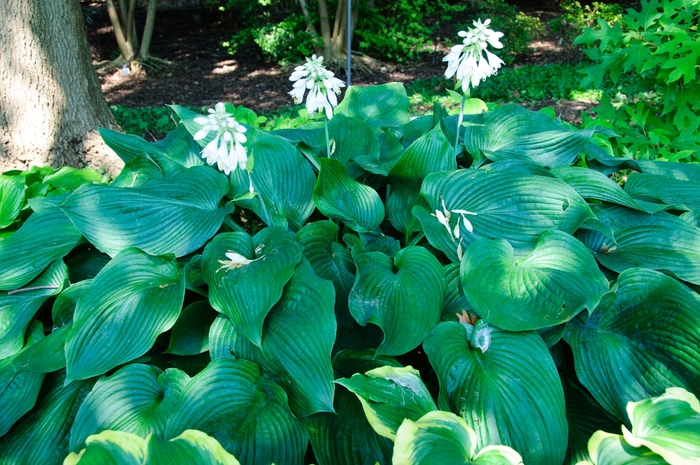'Blue Angel' Hosta, Plantain Lily - Hosta from Paradise Acres Garden Center