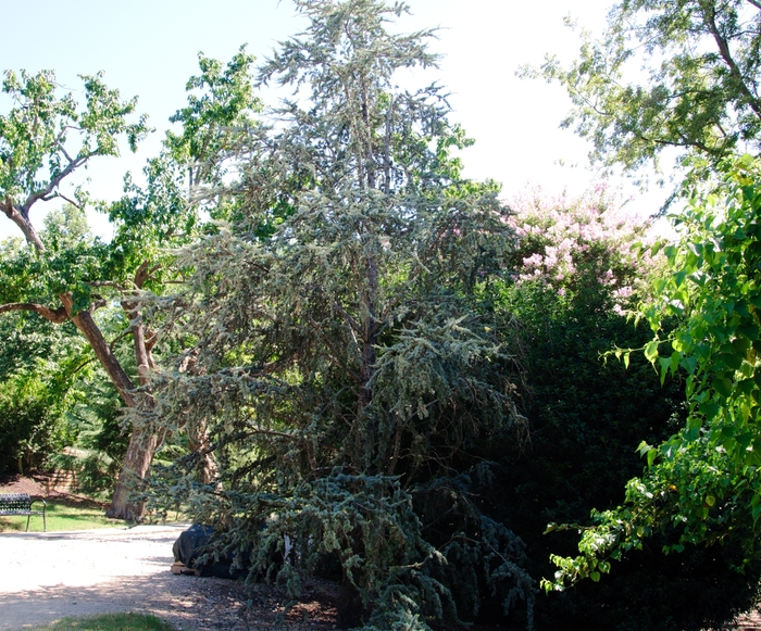 Blue Atlas Cedar (Glauca Group) - Cedrus atlantica from Paradise Acres Garden Center