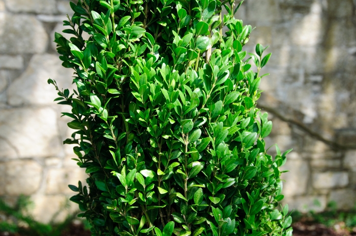 'Graham Blandy' Boxwood - Buxus sempervirens from Paradise Acres Garden Center