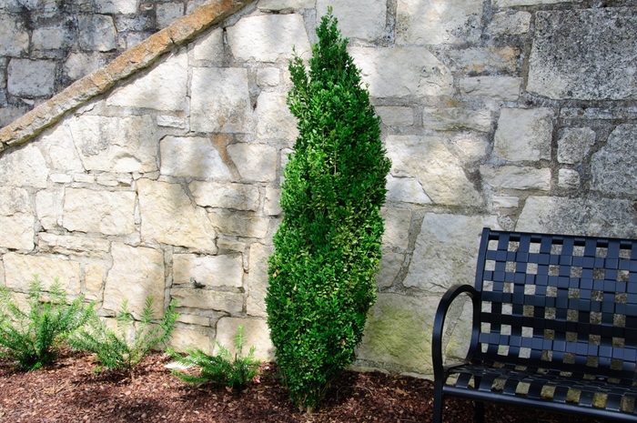 'Graham Blandy' Boxwood - Buxus sempervirens from Paradise Acres Garden Center