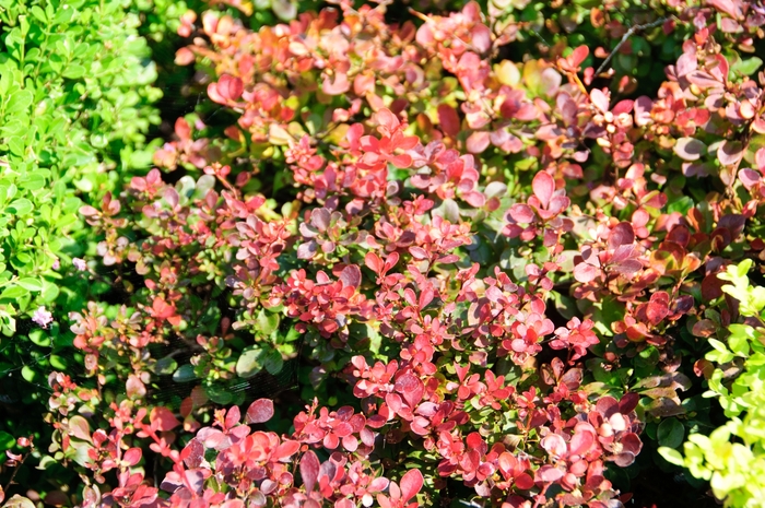 'Crimson Pygmy' Japanese Barberry - Berberis thunbergii from Paradise Acres Garden Center