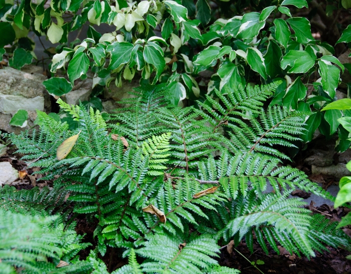 Japanese Tassel Fern - Polystichum polyblepharum from Paradise Acres Garden Center