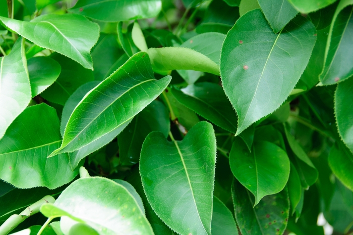 'Shinseiki' Asian Pear - Pyrus pyrifolia from Paradise Acres Garden Center