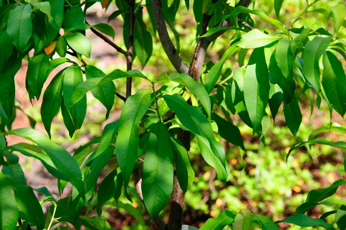 'Red Baron' Peach - Prunus persica from Paradise Acres Garden Center