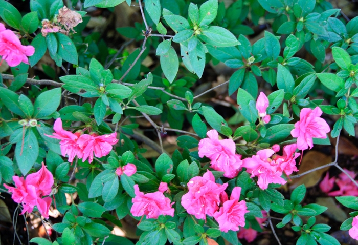 Encore&reg; 'Autumn Rouge&reg;' - Rhododendron (Azalea) from Paradise Acres Garden Center