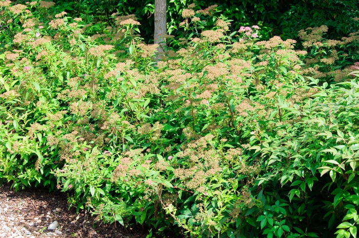 'Shirobana' Spirea - Spiraea japonica from Paradise Acres Garden Center