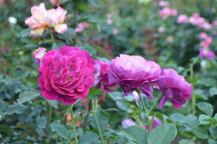 'Wild Blue Yonder&trade;' Rose - Rosa from Paradise Acres Garden Center