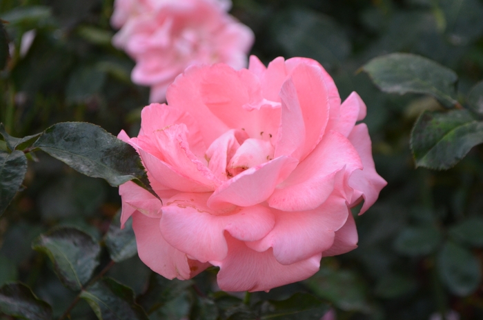 'Paris d'Yves St, Laurent' Rose - Rosa from Paradise Acres Garden Center