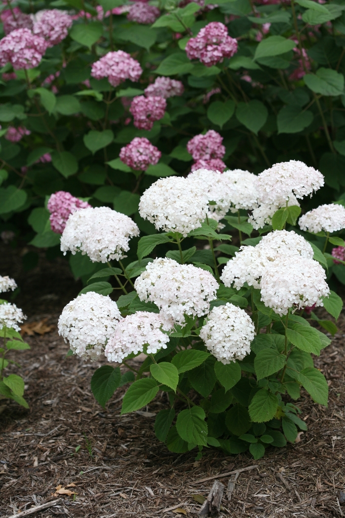 Smooth Hydrangea - Hydrangea arborescens from Paradise Acres Garden Center