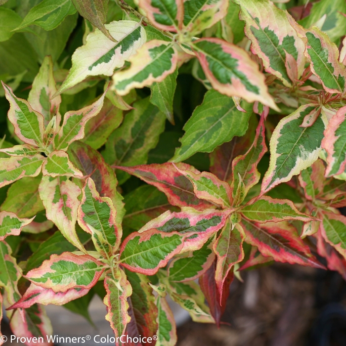 My Monet® 'Sunset' - Weigela florida from Paradise Acres Garden Center