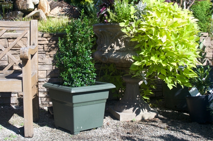 'Dee Runk' Boxwood - Buxus sempervirens from Paradise Acres Garden Center