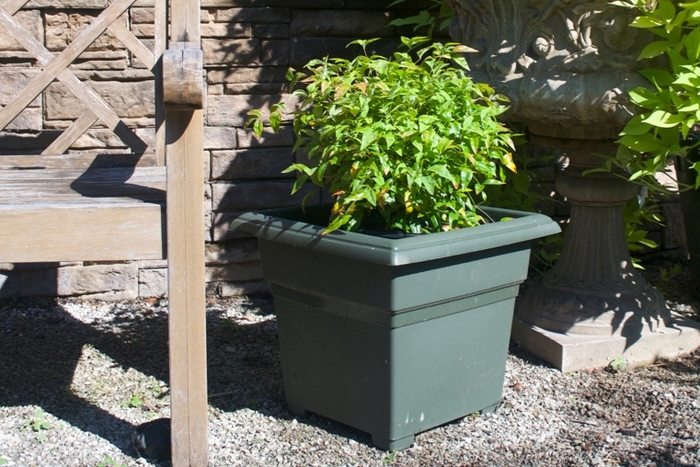 'Firepower' Heavenly Bamboo - Nandina domestica from Paradise Acres Garden Center