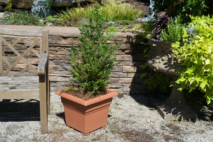 'Nana Gracilis' Dwarf Hinoki Falsecypress - Chamaecyparis obtusa from Paradise Acres Garden Center