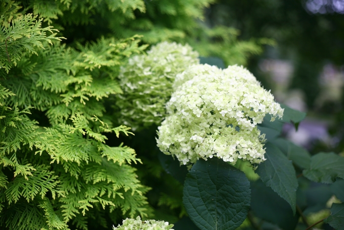 'Lime Rickey®' Smooth Hydrangea - Hydrangea arborescens from Paradise Acres Garden Center