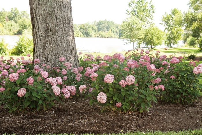 Invincibelle® 'Spirit II' - Hydrangea arborescens (Smooth Hydrangea) from Paradise Acres Garden Center