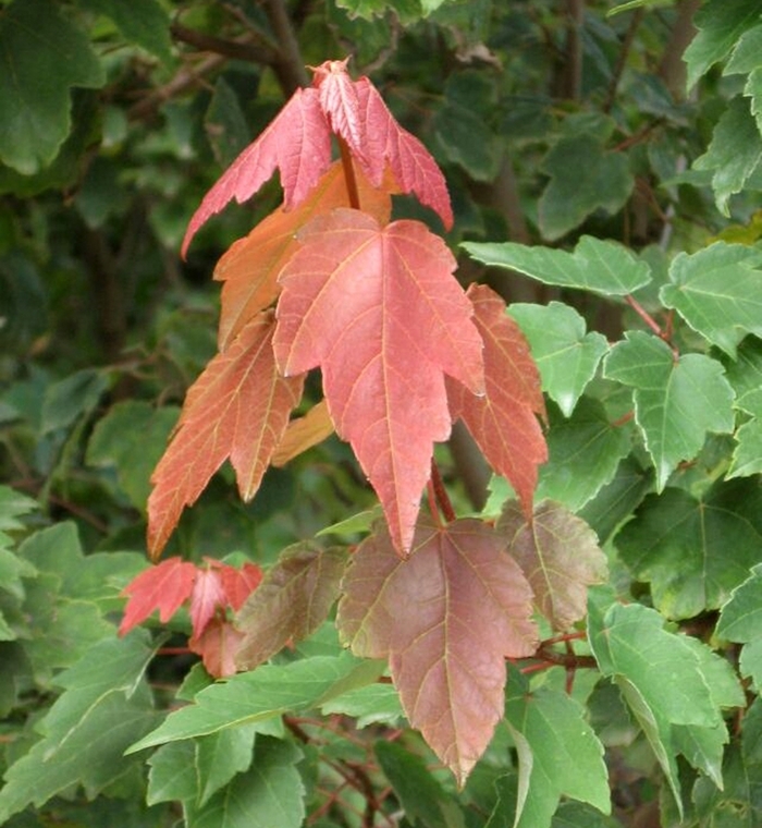 'Summer Red®' Red Maple - Acer rubrum from Paradise Acres Garden Center