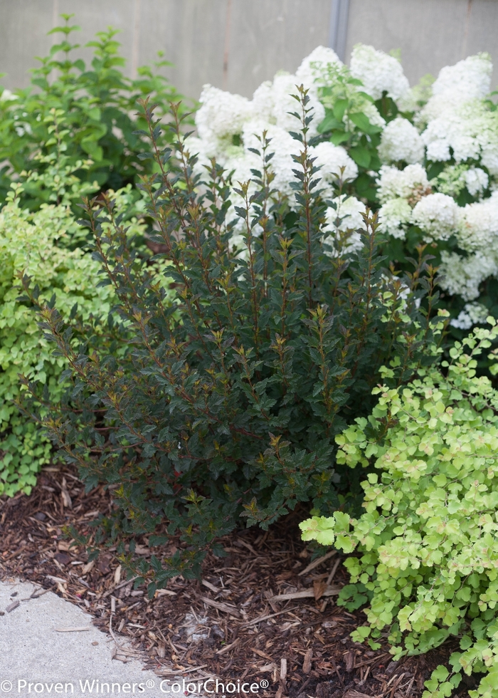 Ninebark - Physocarpus opulifolius from Paradise Acres Garden Center