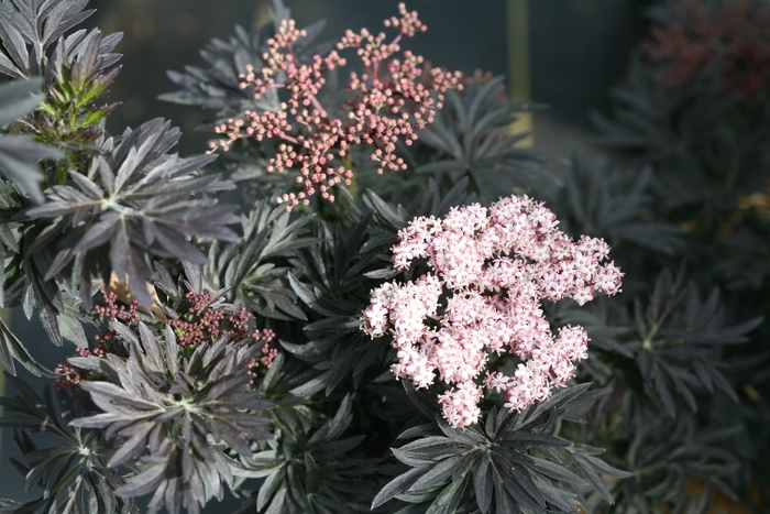 'Laced Up®' Elderberry - Sambucus nigra from Paradise Acres Garden Center