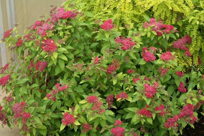 Double Play® 'Red' - Spiraea japonica (Spirea) from Paradise Acres Garden Center