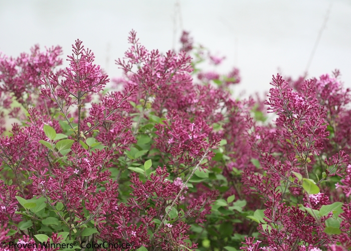 Bloomerang&reg; 'Dark Purple' - Syringa (Reblooming Lilac) from Paradise Acres Garden Center