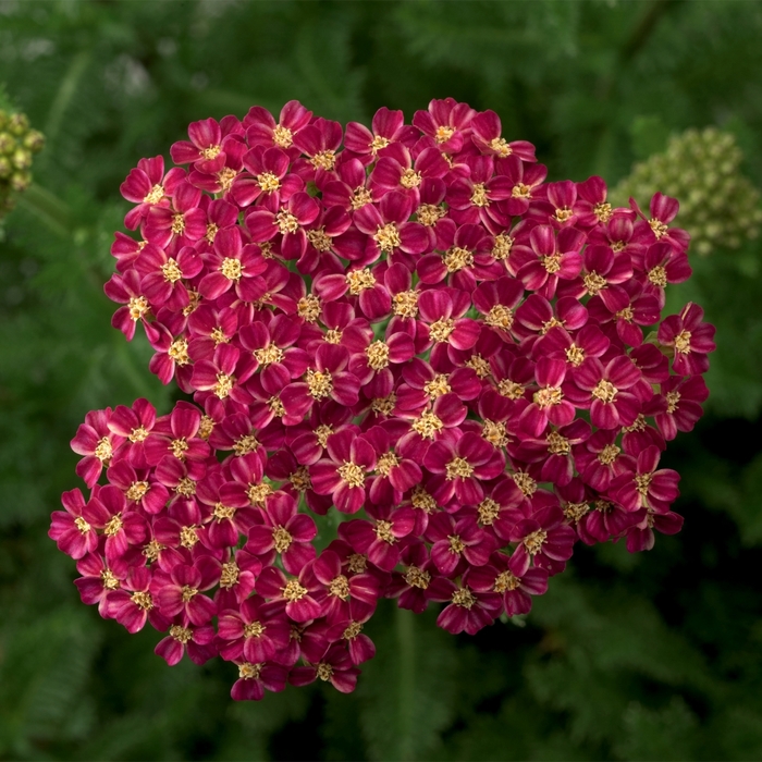 Desert Eve™ Deep Rose - Achillea (Yarrow) from Paradise Acres Garden Center