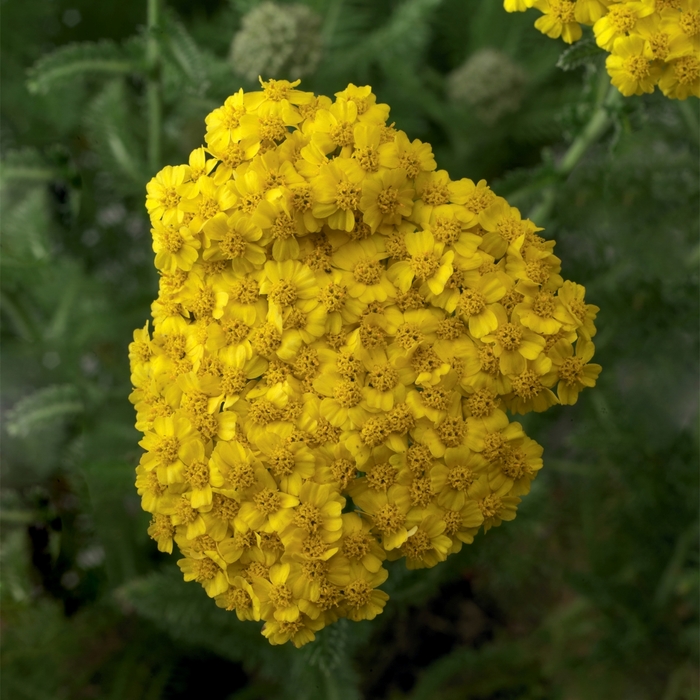 Desert Eve™ Yellow - Achillea (Yarrow) from Paradise Acres Garden Center