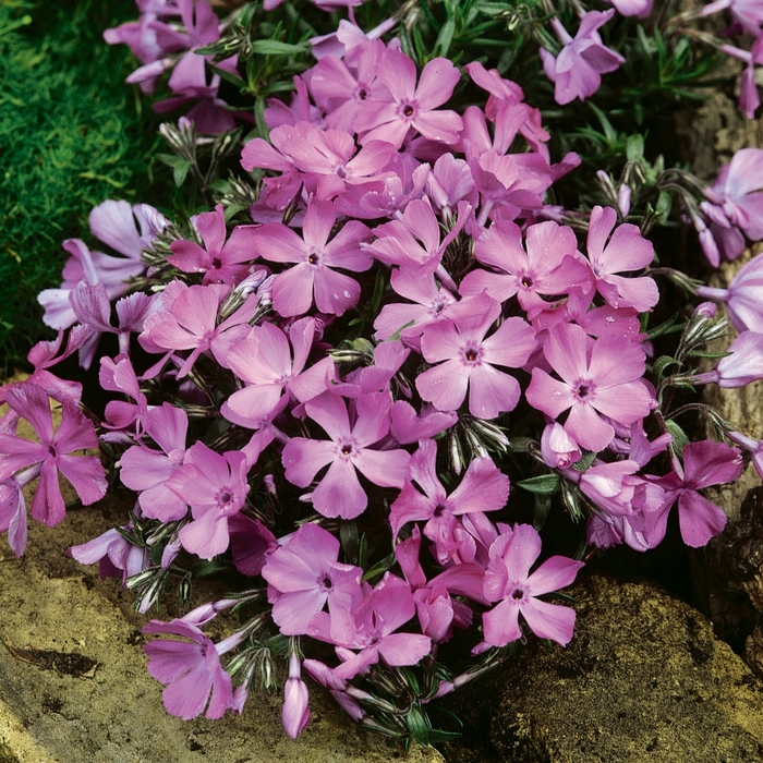 'McDaniel's Cushion' Creeping Phlox - Phlox subulata from Paradise Acres Garden Center