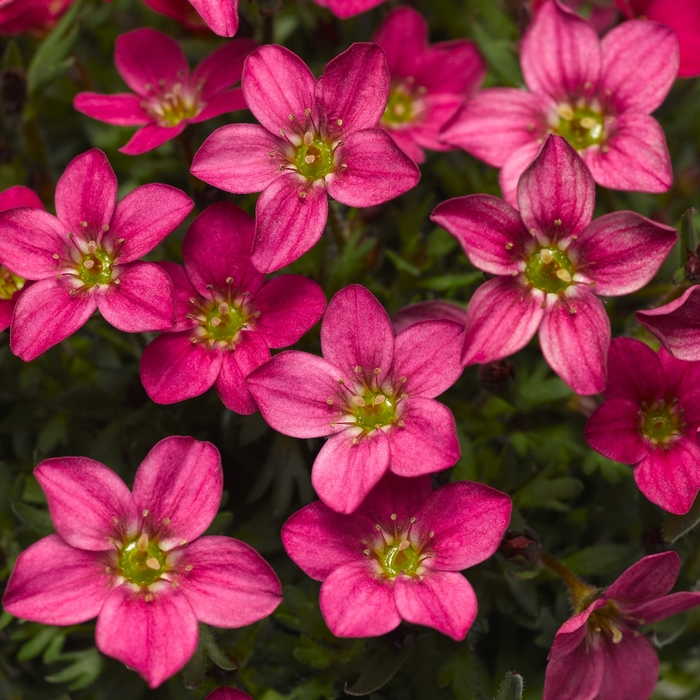 Alpino Early™ 'Carnival' - Saxifraga x arendsii (Saxifrage) from Paradise Acres Garden Center