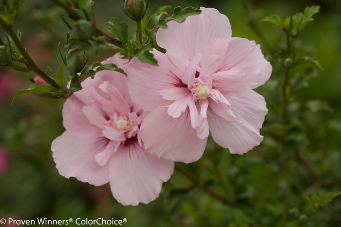 'Pink Chiffon®' Rose of Sharon - Hibiscus syriacus from Paradise Acres Garden Center