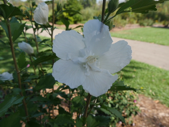 'White Pillar®' Rose of Sharon - Hibiscus syriacus from Paradise Acres Garden Center