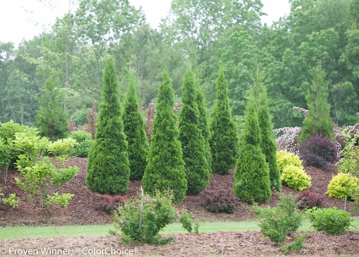 ''North Pole®'' Arborvitae - Thuja occidentalis from Paradise Acres Garden Center