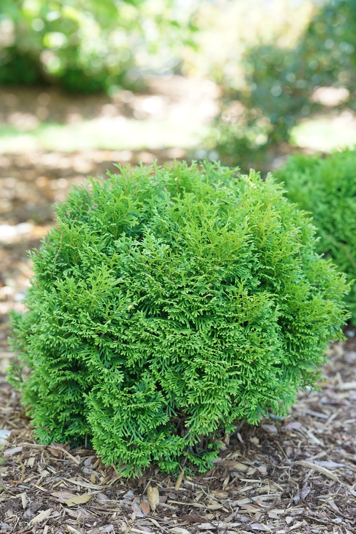 'Tater Tot&reg;' Arborvitae - Thuja occidentalis from Paradise Acres Garden Center